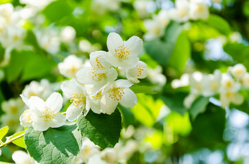Jasmine branch with white flowers. Spring white jasmine blossom on blurred green background