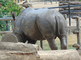 rhino seen from behind at the zoo Nyíregyháza, Hungary © Herman Vlad