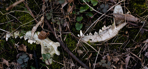 Naklejka premium Animal skull in moss lies in forest