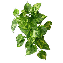 Stunning Devil's Ivy Golden Pothos on White Background with Elegant Striped Green Cut Out Overlay