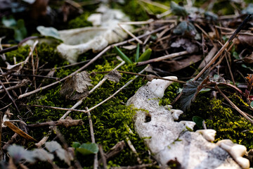Animal skull in moss lies in forest