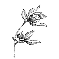 Red Clover Flower for honey extraction in vintage style. Sketch of Trifolium. Drawing of Pratense. Botanical vector illustration.