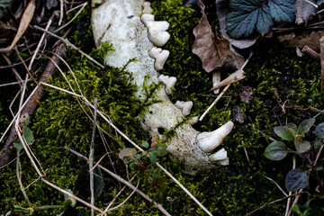 Animal skull in moss lies in forest