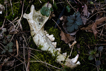 Animal skull in moss lies in forest