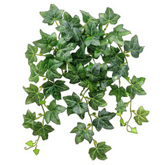 Lush English Ivy (Hedera helix) on Clean White Background, Transparent Design with Unique Striped Green Pattern