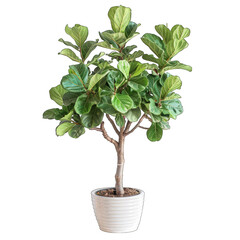 Stylishly Chic - Miniature Fiddle Leaf Fig Plant on White Background with Striped Green Cut Out Design