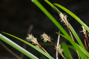 Japanese Carex lanceolata (Hikagesuge) that opens its white brush-like male spikelets (Natural+flash light, macro close-up photography)
