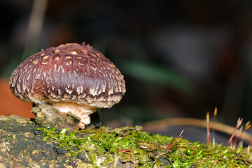 森の朽木に自生する天然しいたけキノコとコケ（自然光＆ストロボ・マクロレンズ接写）