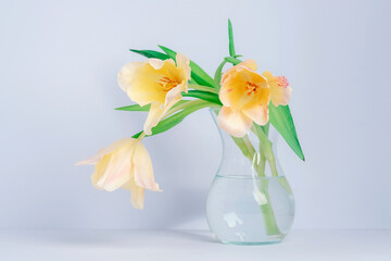 Yellow tulips in glass vase against white background. Spring concept. Closeup