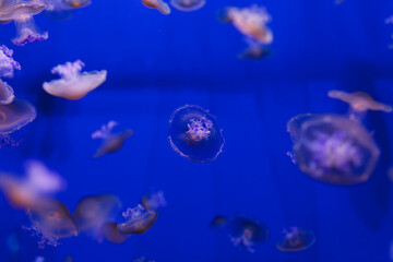 Naklejka na ściany i meble underwater photos of Mediterranean jellyfish, Cotylorhiza tuberculata