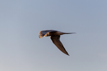 seagull flying in the sky