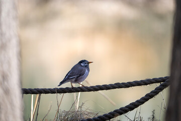 grey starling. White-Cheeked Starling . Sturnus cineraceus