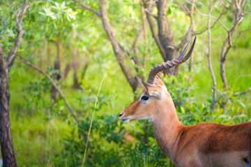 A male impala stands alert in the dense foliage of the African bush, its twisted horns silhouetted against the soft light of the evening. The animals keen eyes scan the surroundings, a picture of grac
