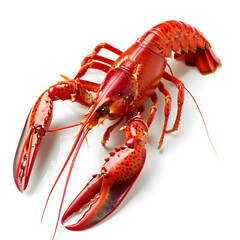 Boiled red crayfish on white background
