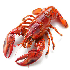 Boiled red crayfish on white background