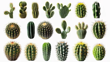 Zelfklevend Fotobehang Cactus cactus collection isolated on white background.