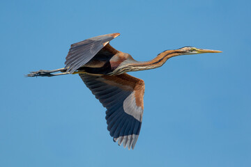 Ardea purpurea