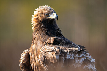 Golden eagle portrait in the morning sunlight - 755517272