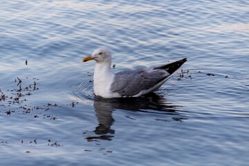 seagull in the water