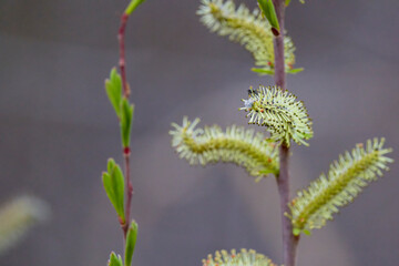 a fly on the buds of a tree on a spring day