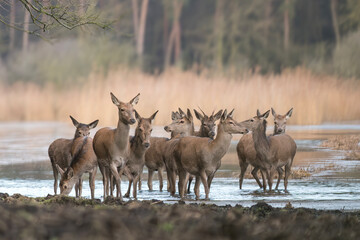 Red Deer, Deer in a natural habitat in the morning.