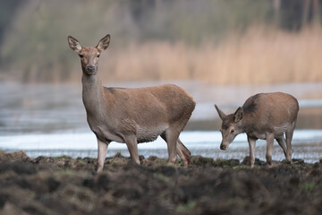 Naklejka na ściany i meble Red Deer, Deer in a natural habitat in the morning.