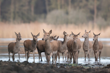 Naklejka na ściany i meble Red Deer, Deer in a natural habitat in the morning.