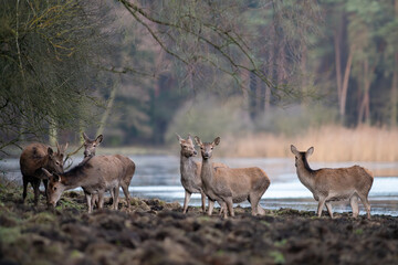 Red Deer, Deer in a natural habitat in the morning.