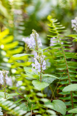 奄美大島　 アカボシタツナミソウ