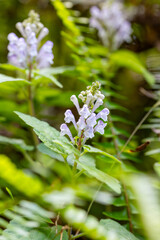 奄美大島　 アカボシタツナミソウ