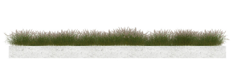 grass isolated on transparent background.