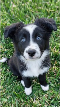 Enchanting Blue-Eyed Border Collie Puppy Captivating Hearts - Generative AI