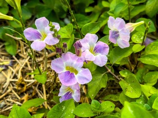 Purple Ganges primrose Or Chinese violet flowers (Asystasia gangetica) is a pretty ornament plant in the garden.