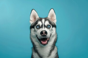 Cheerful Siberian Husky with Mesmerizing Blue Eyes on Teal - Generative AI