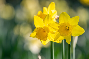 A close up of daffodils in bloom, with selective focus - 755527203