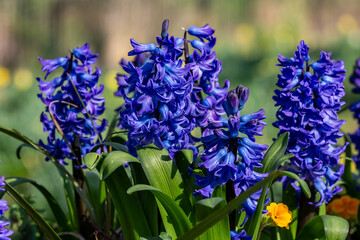 Hyacinth flowers blooming in the early spring sunshine - 755527216