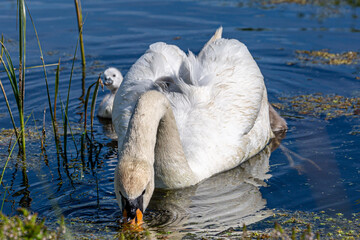 A mute swan feeding in a stream in Sussex, with cygnets nearby - 755527454