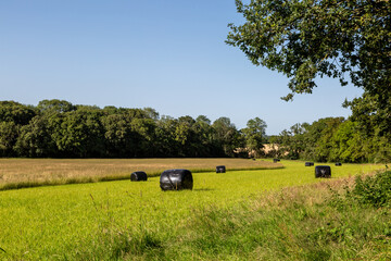 Hay bales with plastic protective covers, in a field in rural Sussex, with a blue sky overhead - 755527478