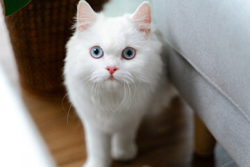 Obraz premium The adorable white Persian cat is in the living room at home. Pet Animal Concept.