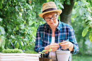 Happy woman gardening, growing organic food. Middle-aged gardener planting seedlings, enjoying...