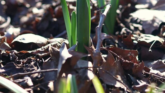 fresh greenery in spring 4k 30fps video