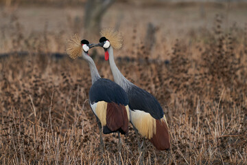Grey Crowned Cranes (Balearica regulorum) displaying at the start of the rainy season in South...