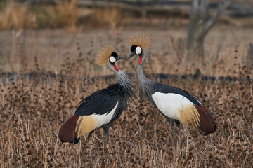 Grey Crowned Cranes (Balearica regulorum) displaying at the start of the rainy season in South Luangwa National Park, Zambia