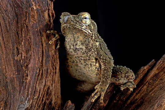 Phrynoidis aspera, Bufo asper toad with black background