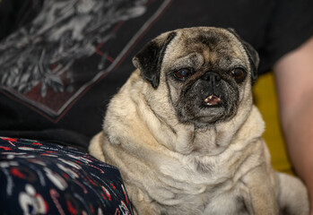 Senior pug resting at home 12