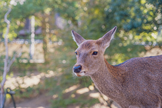 【#奈良】奈良公園の鹿