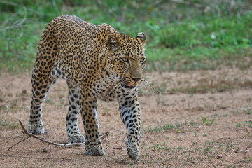 Female Leopard (Panthera pardus) hunting in South Luangwa National Park, Zambia