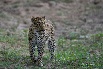 Female Leopard (Panthera pardus) hunting in South Luangwa National Park, Zambia
