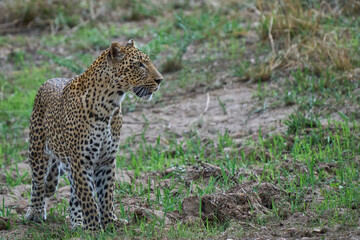 Female Leopard (Panthera pardus) hunting in South Luangwa National Park, Zambia