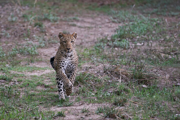 Female Leopard (Panthera pardus) hunting in South Luangwa National Park, Zambia